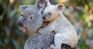 La koala presenta el "gen plateado", probablemente heredado de su madre, Tia. Foto: Twitter @Australia