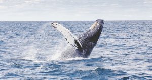 El proyecto "Ciencia Ciudadana" busca preservar a la ballena jorobada. Foto: Especial.