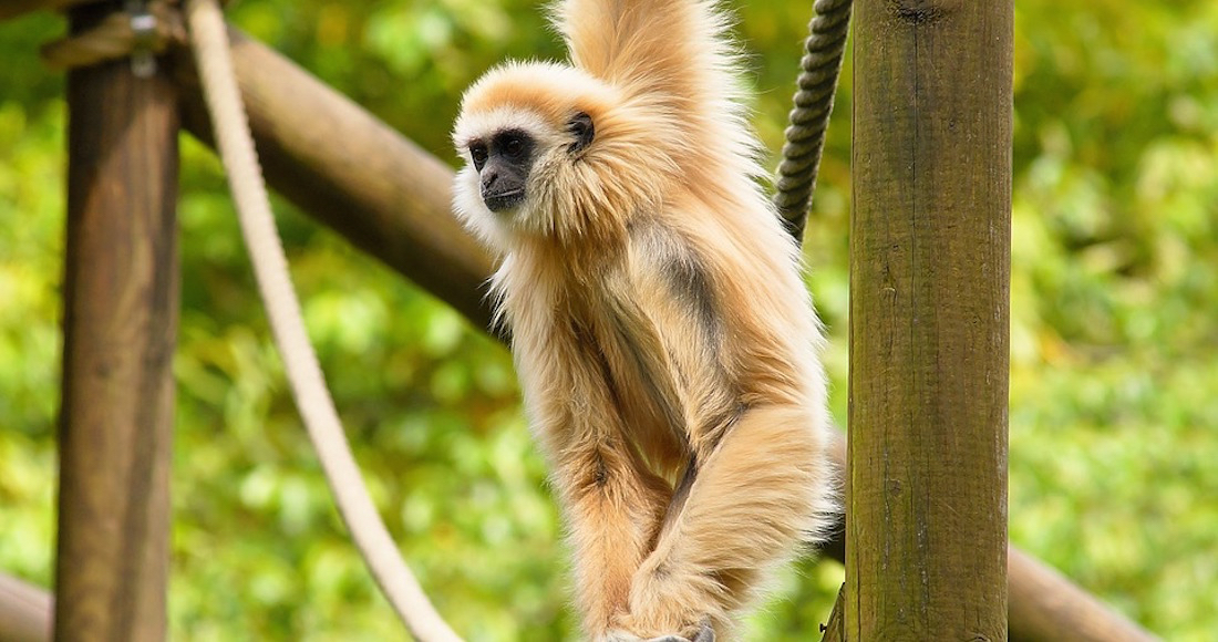 México es el quinto país megadiverso pero muchas especies endémicas no tienen un espacio en zoológicos nacionales, afirmó el investigador. Foto: Especial. 