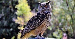 Los búhos salvajes en China es una especia amenazada por los fanáticos de Harry Potter. Foto: Especial. 