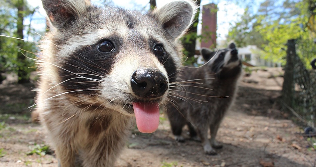 Los mapaches cambiaron sus horarios de actividad por estar a la espera de turistas con comida. Foto: Especial. 