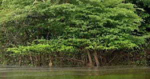 Imagen de la selva amazónica en Manaos (Brasil). Foto: Marcelo Sayao/EFE