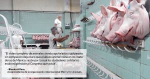 Un nuevo VIDEO documenta el horror, la crueldad que viven animales en rastros mexicanos