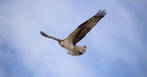 El águila pescadora está asociada a cuerpos de agua porque se alimenta exclusivamente de peces. Foto: Agencia Conacyt