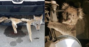 En dos continentes diferentes, un koala y un coyote tuvieron la misma idea, viajar escondidos en el interior de dos vehículos. Foto: Especial
