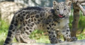Leopardo de las nieves explora su recinto en el Zoológico de Los Angeles, California. Foto: Richard Voge, AP