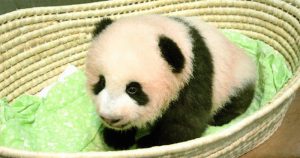 La cría ha sido bautizada como Xiang Xiang (en chino) o Shan Shan (en japonés), según se anunció el 25 de septiembre de 2017. Foto: Tokyo Zoological Park Society vía AP