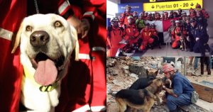 Fotos: AP, Twitter @PetsWorldMag 