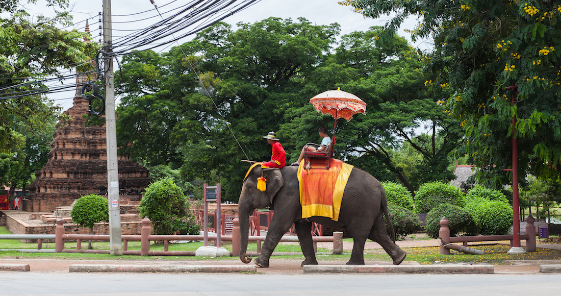 elefante tailandes. Foto: Wikimedia.org