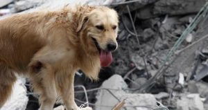 Las mascotas de la ciudad también necesitan ayuda. Foto: Twitter @iRazasdePerros