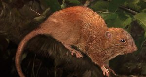 El animal mide aproximadamente medio metro de longitud y pesa cerca de un kilogramo. Foto: Twitter @NatureNews