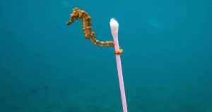 Foto: Instagram Justin Hofman