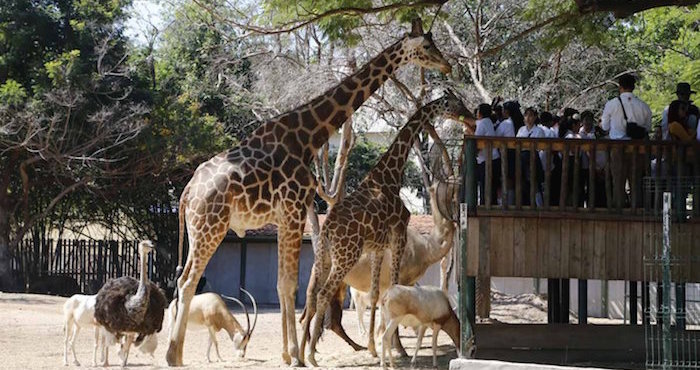 Uno de los atractivos que tiene el zoológico es la interacción que puede tener el público con las jirafas. Foto: Noroeste