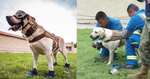 CRÓNICA | Un día con "Frida" y sus profesores de la Semar que ayudan a salvar vidas