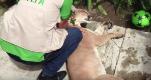 Es un ejemplar adulto de 41 kilos que tenía  signos de haber crecido en cautiverio. Foto: YouTube.