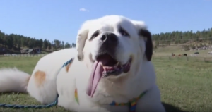 Mochi fue adoptado a los dos años de edad por una pareja estadounidense. Foto: YouTube