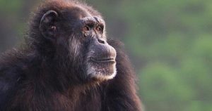 Para las hembras de chimpancé con la 'baja por maternidad' comienza una de las etapas más preocupantes de su vida. Foto: EFE