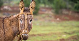 Los especialistas detectaron un problema con el uso del arnés con el que tiran de las carretas y que les estaba causando lesiones. Foto: Especial