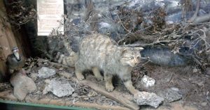 Felis silvestris cretensis en el museo de historia natural de Mount Diktis. (Imagen ilustrativa) Foto: Elisa Triolo