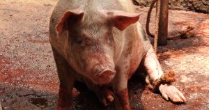 El siguiente paso de la #LeyRastrosSinCrueldad es el Senado. Foto: Cortesía MFA