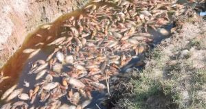 Miles de peces recorren un río de Paraguay pero yacen muertos. Foto: Especial