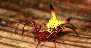 Foto: Twitter @MyFrogCroaked