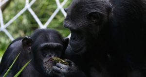 Chimpancés. Foto: EFE