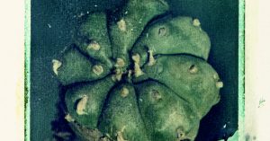 Peyote, de Patricia Lagardé. Foto: RAM