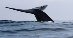 Los ecologistas de Sea Shepherd divulgan un vídeo sobre la caza de ballenas. Foto: EFE