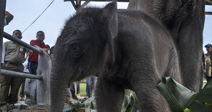 El nacimiento del bebé elefante es un logro del parque nacional ubicado en Indonesia. Foto: Vanguardia/The Grosby Group