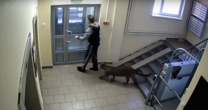 El hombre se niega separarse del animal a ponerle bozal, como le han pedido sus vecinos, y lo pasea con una correa. Foto ilustrativa: Especial 