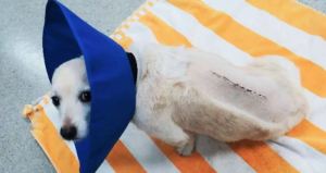 "Tiger" es un perro curza de Corgi y Chihuahua que fue salvado de los deseos de sus dueños de ser sacrificado. Foto: Especial