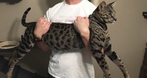 Ambos gatos tienen dos años de edad y no se sabe nada de ellos desde el incendio. Foto: AP