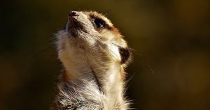 La investigación confirma que los mamíferos inicialmente fueron animales nocturnos. Foto: Especial 