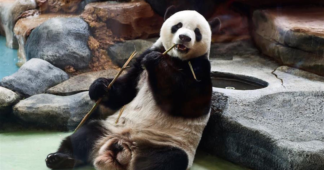 Pandas Gigantes son parte de un programa de preservación para fortalecer las relaciones entre China e Indonesia. Foto: Xinhua