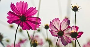 Las plantas se multiplican con facilidad por ello serían de utilidad para el Departamento de Defensa. Foto: Pixabay