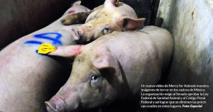 Nuevo VIDEO de cámara oculta muestra a niños torturando a cerdos en rastros mexicanos