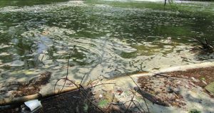 Se detectaron niveles alarmantes de potasio, magnesio, silicio, calcio, fierro y cobre entre otros. Foto: Especial vía Pulso