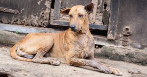 El abandono de perros es parte del problema. Foto: Shutterstock