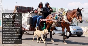 Ciudadanos exigen a Gobernador de Tamaulipas castigar crueldad contra los animales de carga