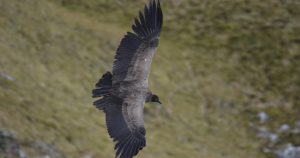 Fotografía cedida por el Proyecto de Investigación y Monitoreo Ecológico del Cóndor Andino en el Ecuador que muestra un cóndor avistado en julio de 2017, en la Antisanilla Pichincha, Ecuador. Foto: Efe.
