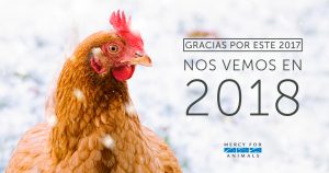 Imagen: Mercy For Animals