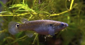 El rivulín de manglar. Foto: Vassil, Wikipedia