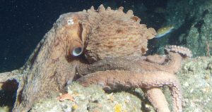 Aún no descripto en su totalidad, su camuflaje lo volvió muy similar a un tipo de pulpo ya conocido, por lo que solo la genética logró confirmar las diferencias. Foto: RT.

