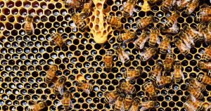 Científicos desmontan el mito del "apocalipsis" de las abejas. Foto: Pixabay