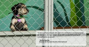 Activistas: 2017 hereda progresos contra la crueldad animal, pero cumplir la Ley está aún pendiente