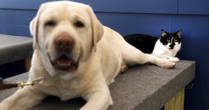 El minino apoya en la capacitación de perros que ayudan a personas sordas o con problemas de movilidad. Foto: AP, Jeff Roberson.