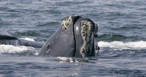 Una ballena franca del Atlántico Norte nadando cerca de la superficie en la costa de Provincetown, Massachusetts. Foto: AP