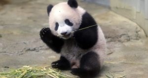 La panda Xiang Xiang come bambú durante una presentación con la prensa en el zoológico de Ueno, en Tokio. Foto: AP