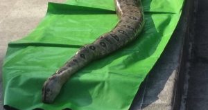 Boa constrictor. Foto: Pulso 